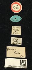 Glenea (Glenea) coris • All Rights Reserved Museum Label