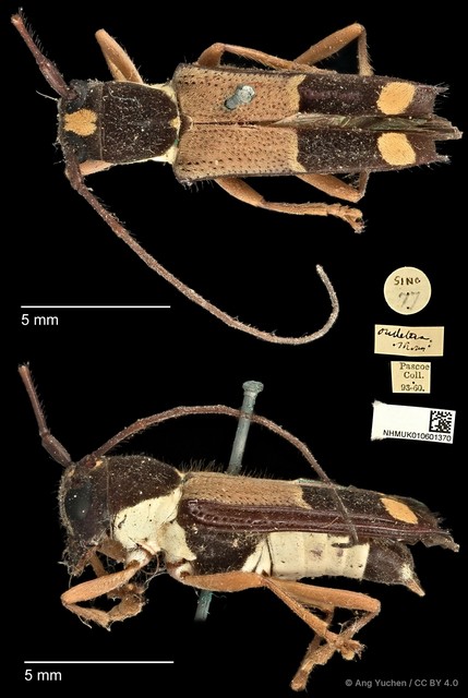 Glenea (Glenea) dimidiata • © Ang Yuchen • CC BY 4.0