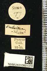 Glenea (Glenea) dimidiata • All Rights Reserved Museum Label