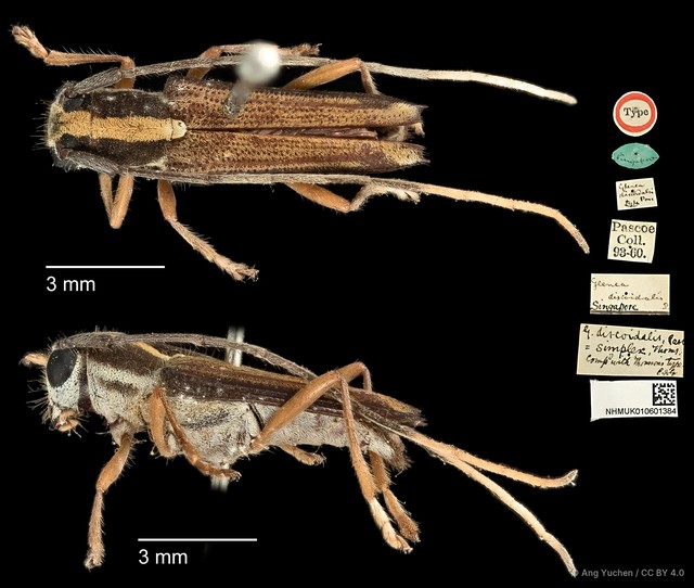 Glenea (Glenea) discoidalis • © Ang Yuchen • CC BY 4.0