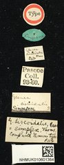 Glenea (Glenea) discoidalis • All Rights Reserved Museum Label