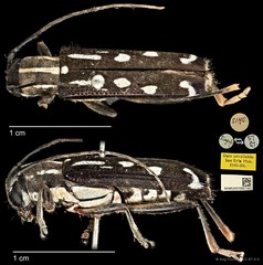 Glenea (Macroglenea) elegans • © Ang Yuchen • CC BY 4.0