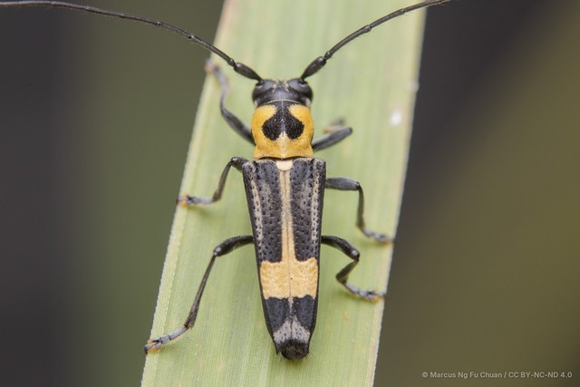 Glenea (Glenea) galathea • © Marcus Ng Fu Chuan • CC BY-NC-ND 4.0