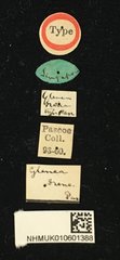 Glenea (Glenea) illuminata • All Rights Reserved Museum Label