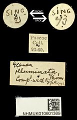 Glenea (Glenea) illuminata • All Rights Reserved Museum Label