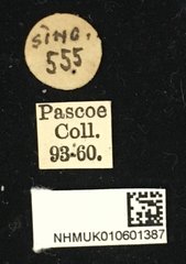 Glenea (Glenea) interrupta • All Rights Reserved Museum Label
