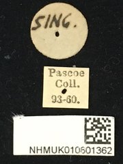Glenea (Macroglenea) juno • All Rights Reserved Museum Label