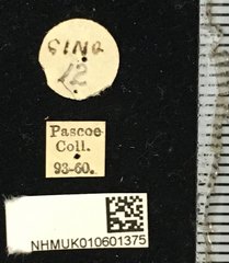 Glenea mathematica mathematica • All Rights Reserved Museum Label