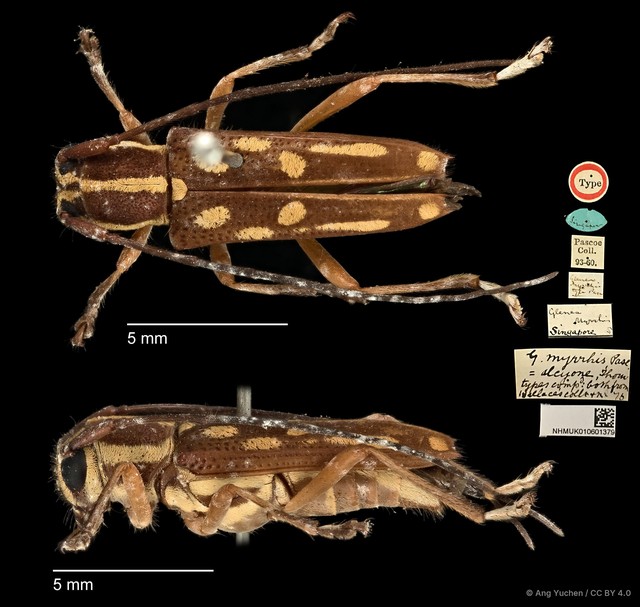 Glenea (Glenea) myrrhis • © Ang Yuchen • CC BY 4.0