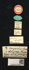 Glenea (Glenea) myrrhis • All Rights Reserved Museum Label