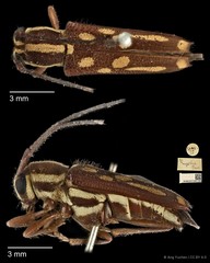 Glenea (Glenea) myrrhis • © Ang Yuchen • CC BY 4.0