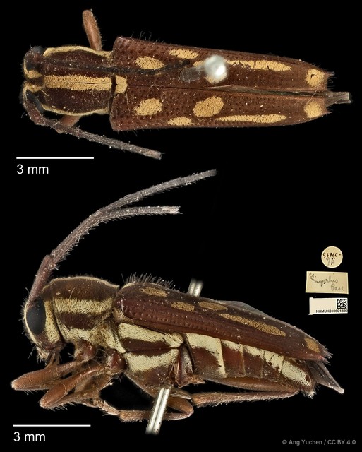 Glenea (Glenea) myrrhis