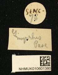 Glenea (Glenea) myrrhis • All Rights Reserved Museum Label