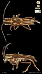 Glenea (Glenea) myrrhis • © Ang Yuchen • CC BY 4.0