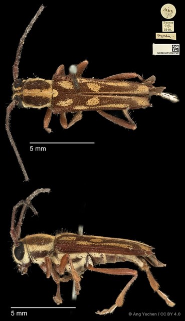 Glenea (Glenea) myrrhis