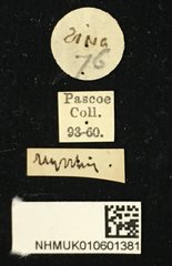 Glenea (Glenea) myrrhis • All Rights Reserved Museum Label