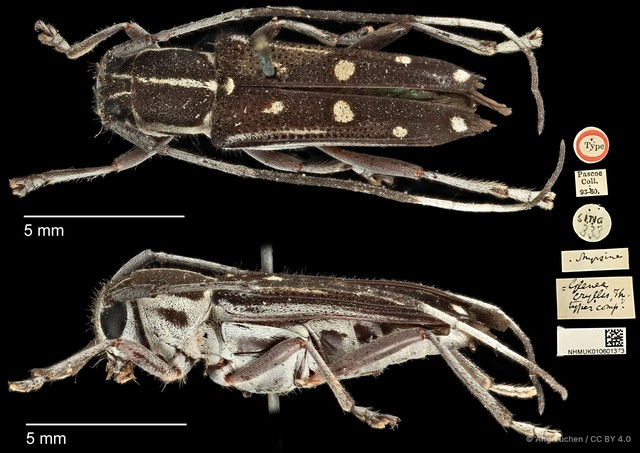 Glenea (Glenea) myrsine • © Ang Yuchen • CC BY 4.0