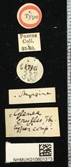 Glenea (Glenea) myrsine • All Rights Reserved Museum Label