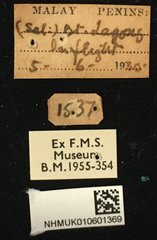 Glenea (Glenea) novemguttata • All Rights Reserved Museum Label