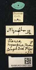 Glenea (Macroglenea) nympha • All Rights Reserved Museum Label
