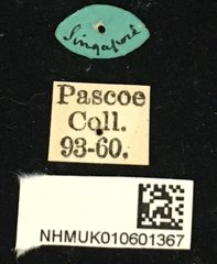 Glenea pulchella • All Rights Reserved Museum Label