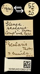 Glenea scalaris • All Rights Reserved Museum Label