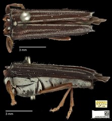 Glenea tenuilineata • © Ang Yuchen • CC BY 4.0