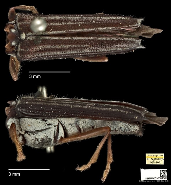 Glenea tenuilineata • © Ang Yuchen • CC BY 4.0