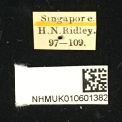 Glenea tenuilineata • All Rights Reserved Museum Label
