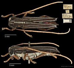 Glenea tenuilineata • © Ang Yuchen • CC BY 4.0