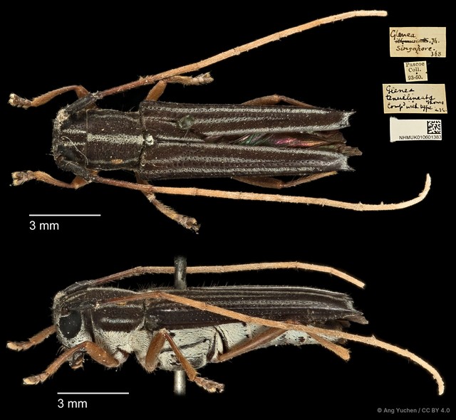 Glenea tenuilineata