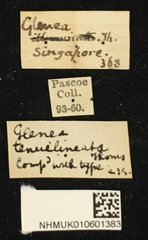 Glenea tenuilineata • All Rights Reserved Museum Label