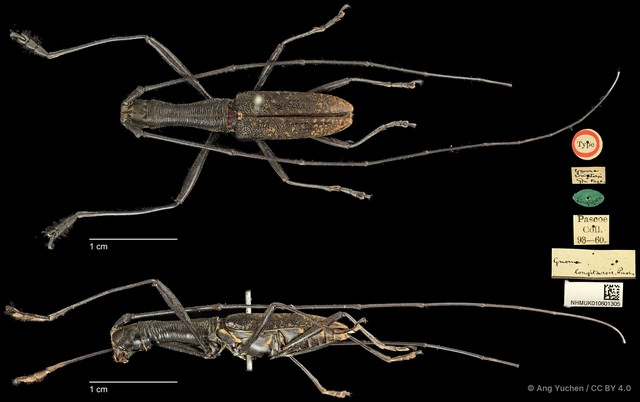 Gnoma longicollis • © Ang Yuchen • CC BY 4.0
