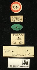 Gnoma longicollis • All Rights Reserved Museum Label
