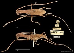 Gnoma longicollis • © Ang Yuchen • CC BY 4.0