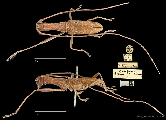 Gnoma longicollis