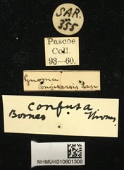 Gnoma longicollis • All Rights Reserved Museum Label