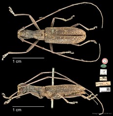 Gnoma sticticollis • © Ang Yuchen • CC BY 4.0