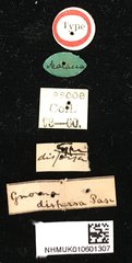 Gnoma sticticollis • All Rights Reserved Museum Label