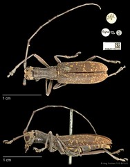 Gnoma sticticollis • © Ang Yuchen • CC BY 4.0