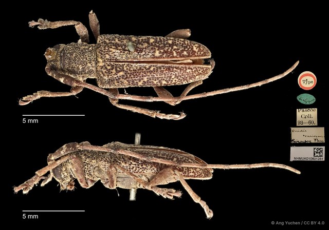 Granulorsidis cariosus • © Ang Yuchen • CC BY 4.0