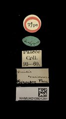 Granulorsidis cariosus • All Rights Reserved Museum Label