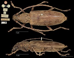 Hoplocerambyx spinicornis • © Ang Yuchen • CC BY 4.0