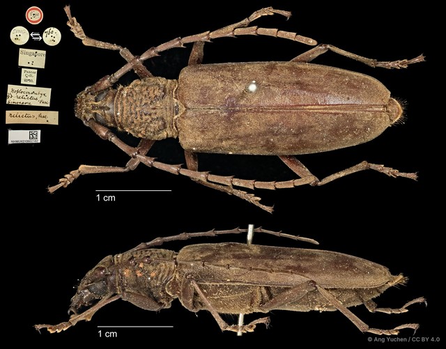 Hoplocerambyx spinicornis • © Ang Yuchen • CC BY 4.0