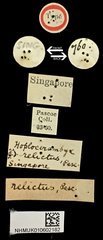 Hoplocerambyx spinicornis • All Rights Reserved Museum Label