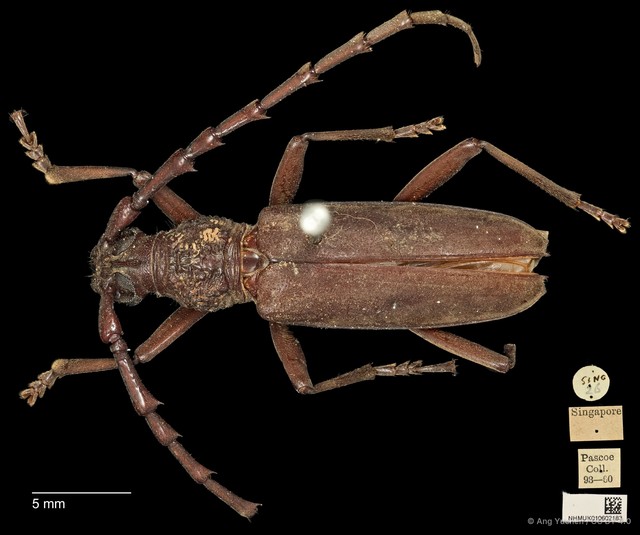 Hoplocerambyx spinicornis