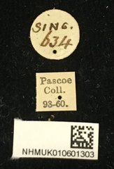 Imantocera plumosa • All Rights Reserved Museum Label