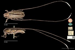 Laelida antennata • © Ang Yuchen • CC BY 4.0