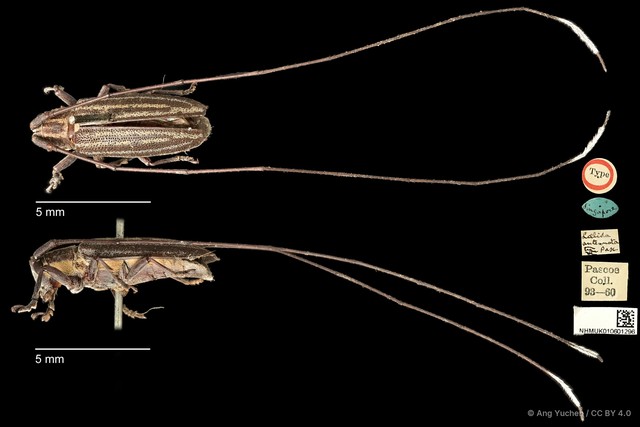 Laelida antennata • © Ang Yuchen • CC BY 4.0