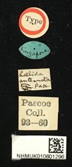 Laelida antennata • All Rights Reserved Museum Label